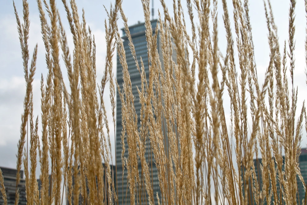 Commonwealth Avenue Rooftop by Matthew Cunningham Landscape Design LLC - Photo 20