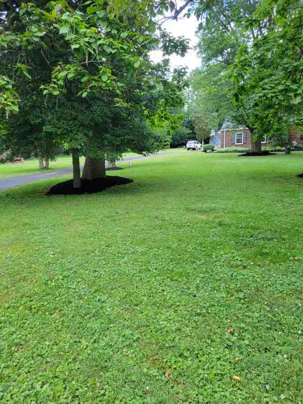 Alberto Alavez Professional Lawn Services LLC 3 by Alberto Alavez Professional Lawn Services LLC - Photo 6