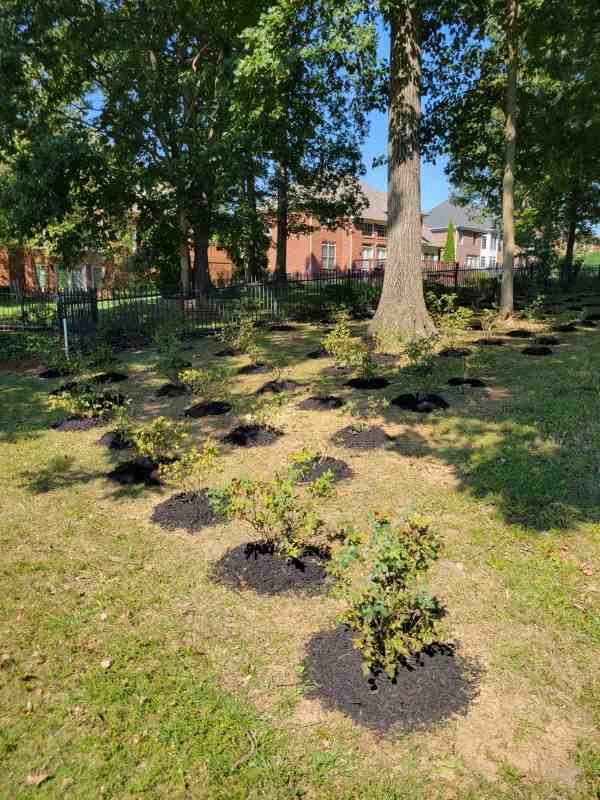 Alberto Alavez Professional Lawn Services LLC 3 by Alberto Alavez Professional Lawn Services LLC - Photo 58