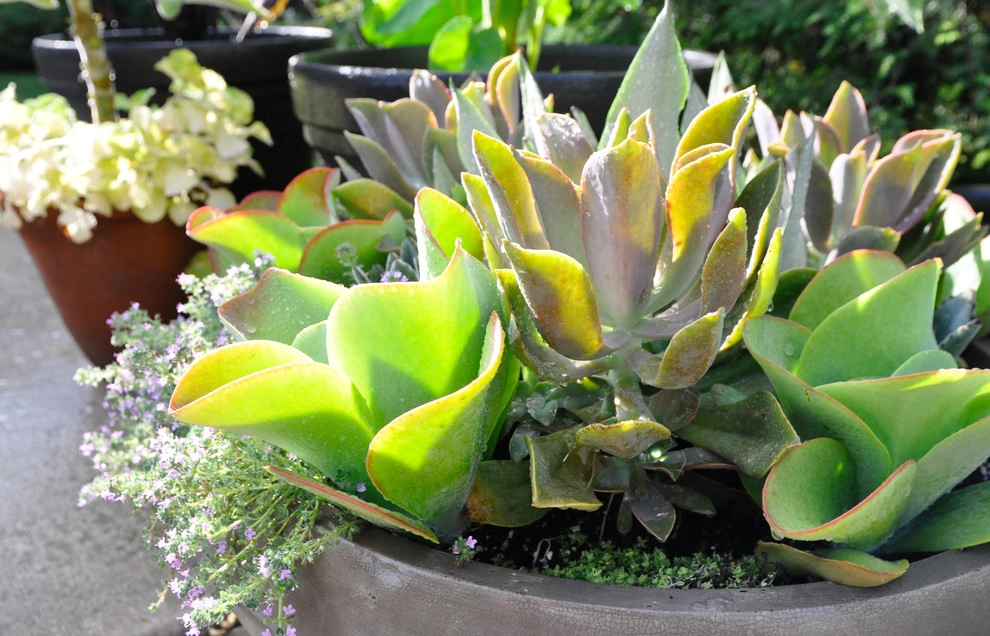 CONTAINERS by McCullough's Landscape & Nursery - Photo 75