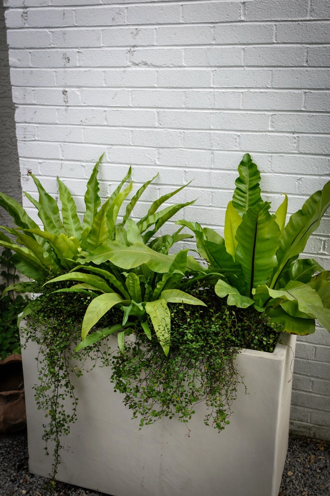CONTAINERS by McCullough's Landscape & Nursery - Photo 44