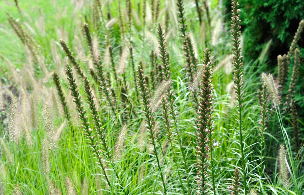 Red Twig Farms by McCullough's Landscape & Nursery - Photo 9