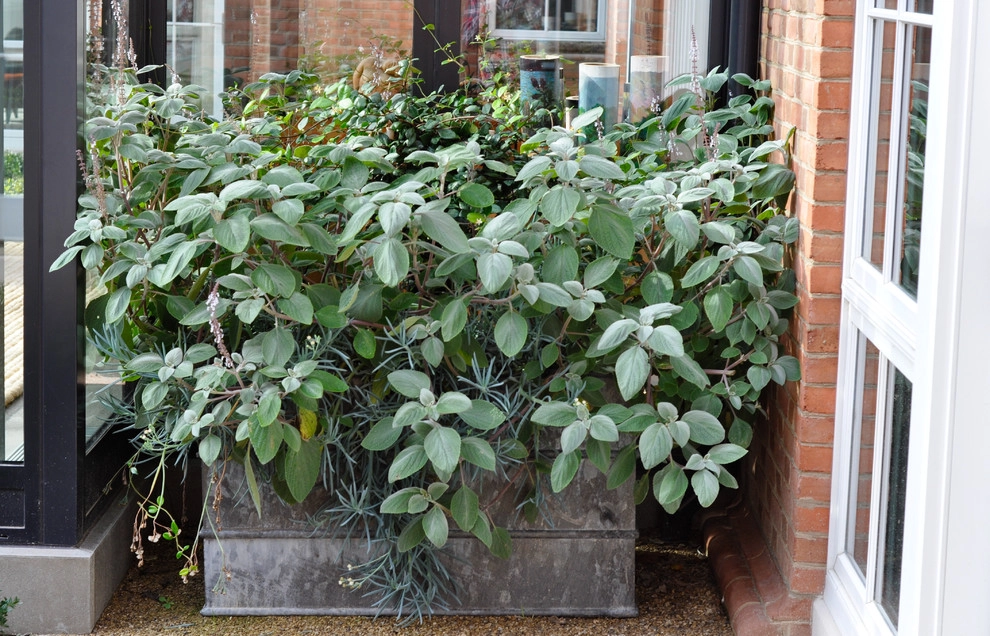 CONTAINERS by McCullough's Landscape & Nursery - Photo 17