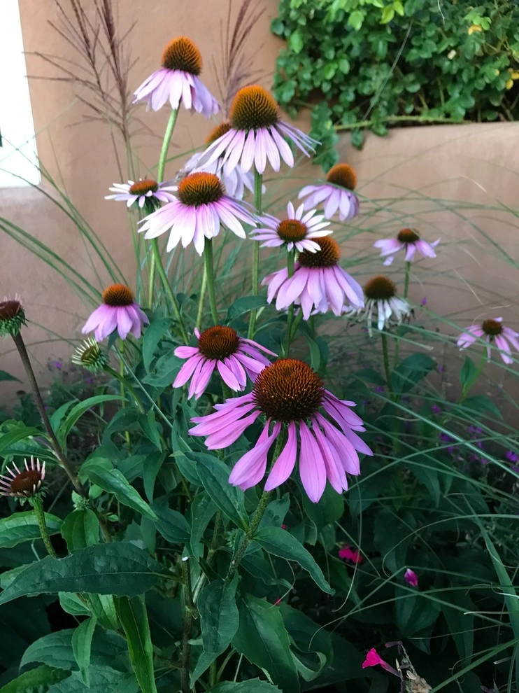 Santa Fe by McCumber Fine Gardens - Photo 3