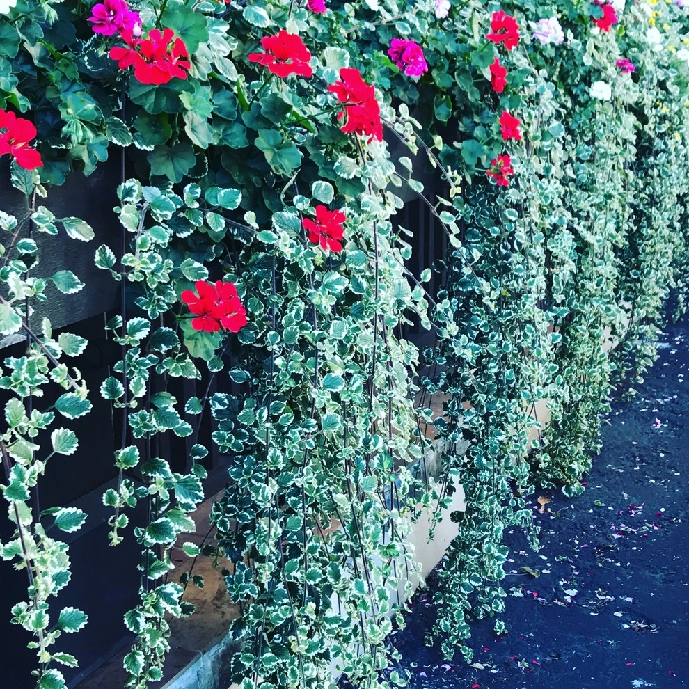 Santa Fe by McCumber Fine Gardens - Photo 8