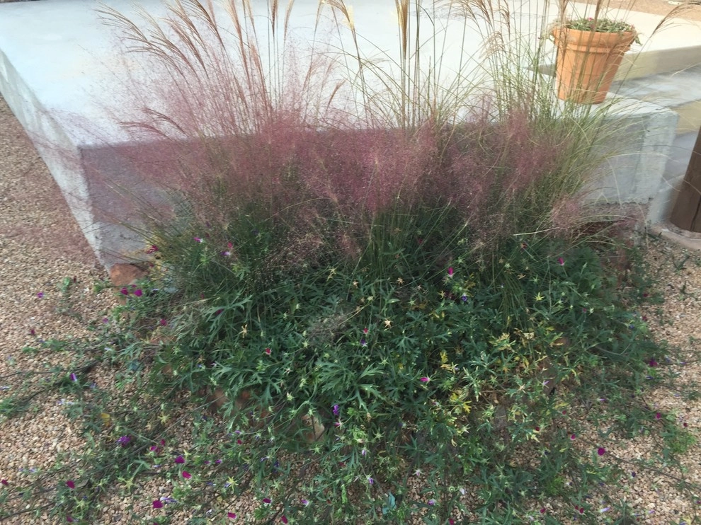 In Town Backyard Remodel, Santa Fe NM by McCumber Fine Gardens - Photo 2