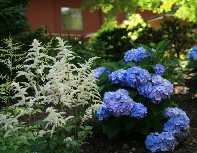 Sylvan Lexington by Melissa MacDonald, Landscape Architect - Photo 3