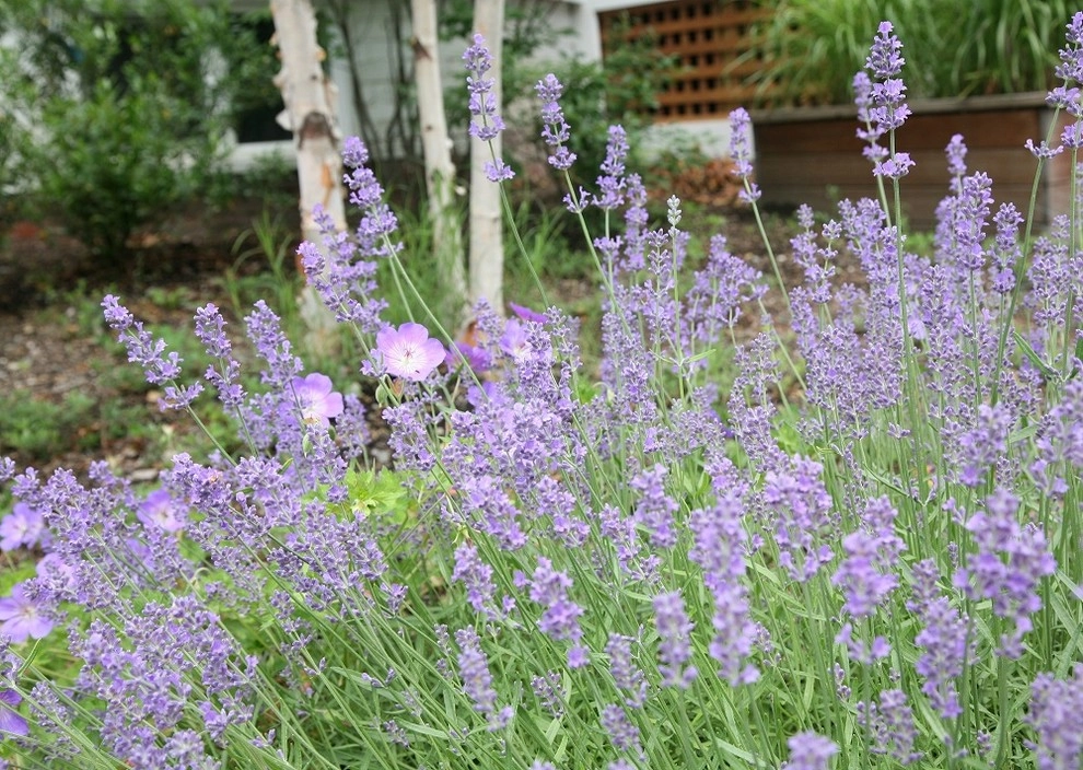 Somerville Bamboo and Ipe Sanctuary by Melissa MacDonald, Landscape Architect - Photo 5