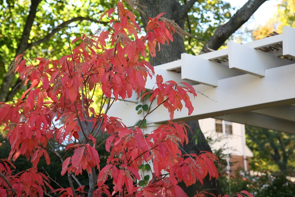 Newton Family Haven by Melissa MacDonald, Landscape Architect - Photo 7