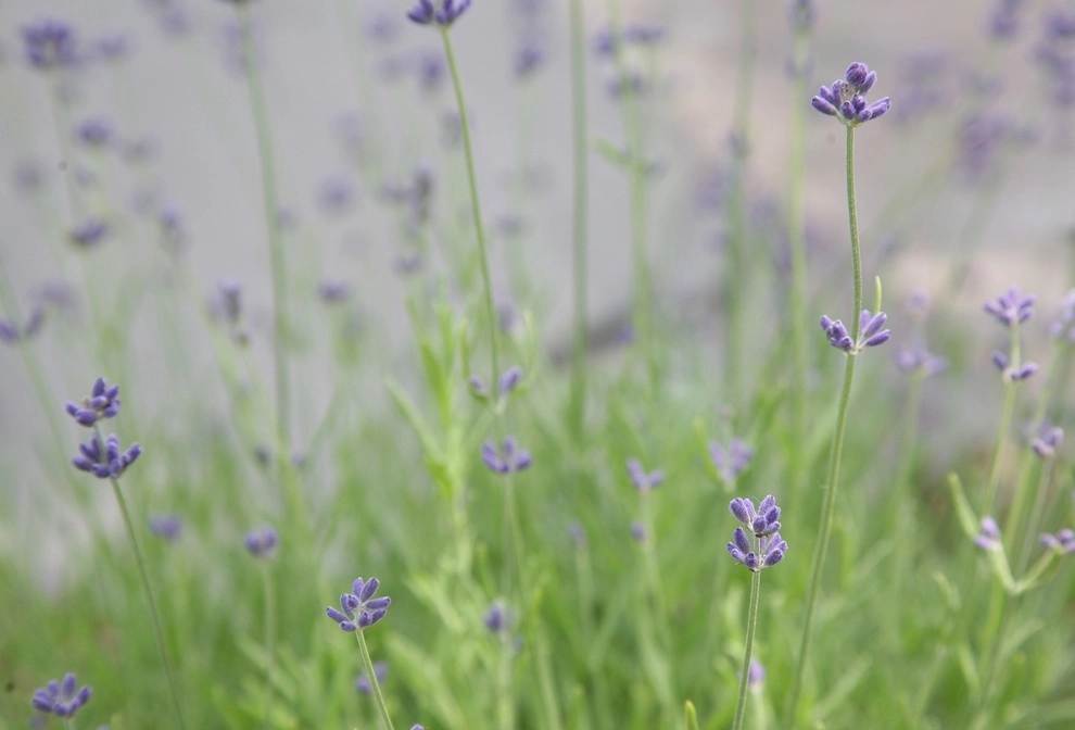Melissa MacDonald, Landscape Architect - Photo 13