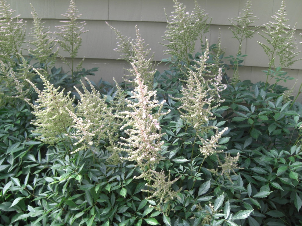Lexington Woodside by Melissa MacDonald, Landscape Architect - Photo 4