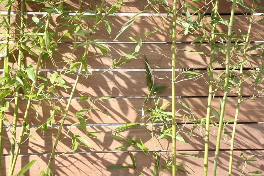 Somerville Bamboo and Ipe Sanctuary by Melissa MacDonald, Landscape Architect - Photo 15