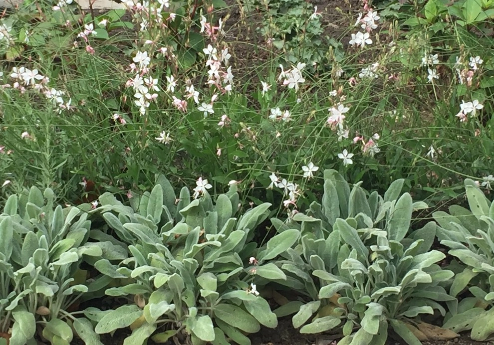 Arthur Astor Carey House, Cambridge by Melissa MacDonald, Landscape Architect - Photo 2