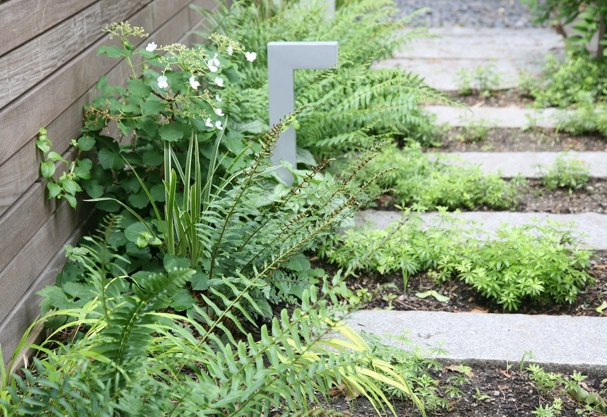 Somerville Bamboo and Ipe Sanctuary by Melissa MacDonald, Landscape Architect - Photo 7