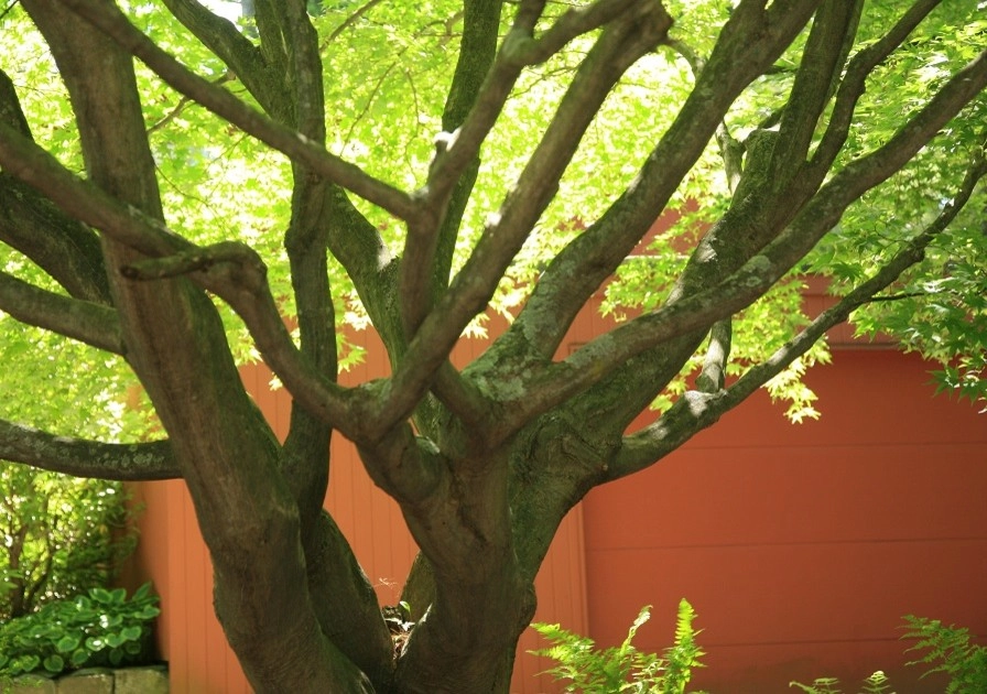 Sylvan Lexington by Melissa MacDonald, Landscape Architect - Photo 2