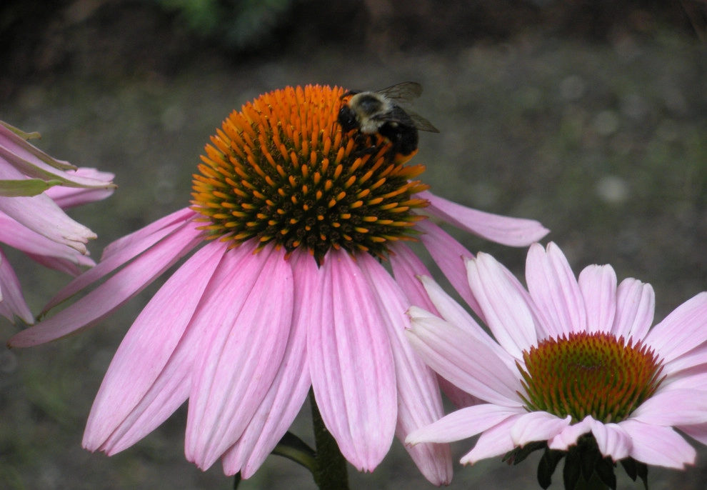 Lexington Woodside by Melissa MacDonald, Landscape Architect - Photo 5