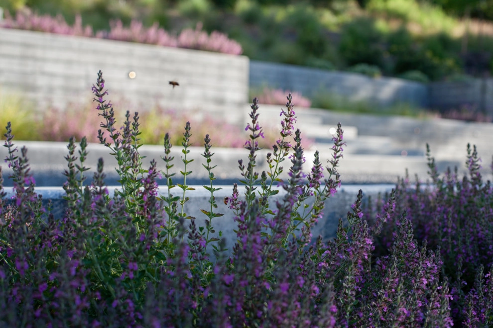 sebastopol hillside home by Merge Studio - Photo 3