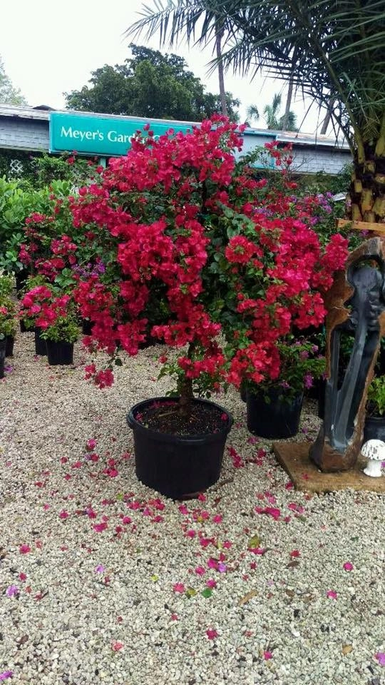 Meyer's Turf And Landscape Nursery - Photo 11