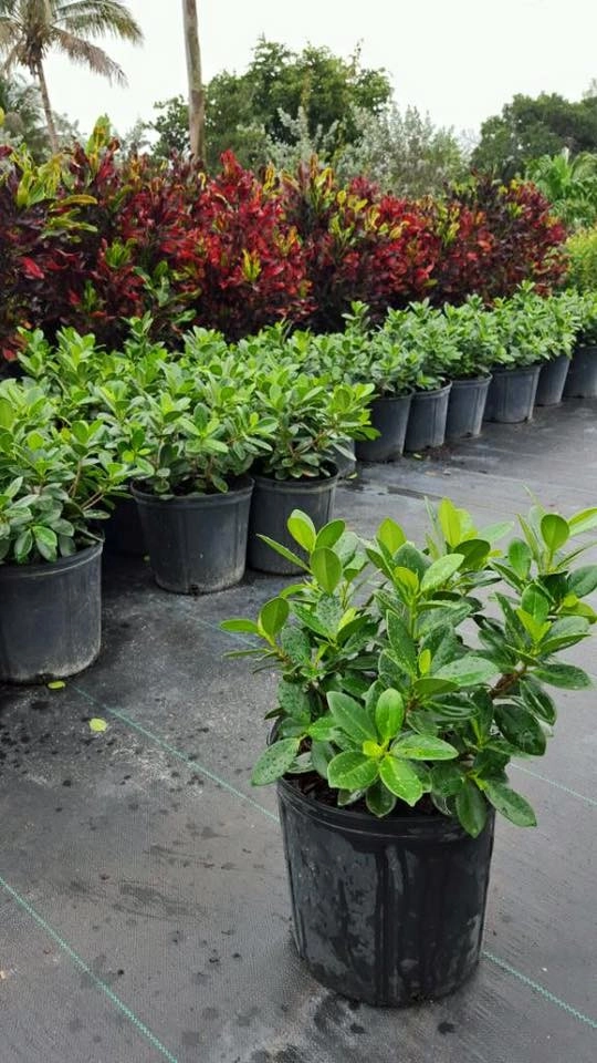 Around the shop by Meyer's Turf And Landscape Nursery - Photo 9