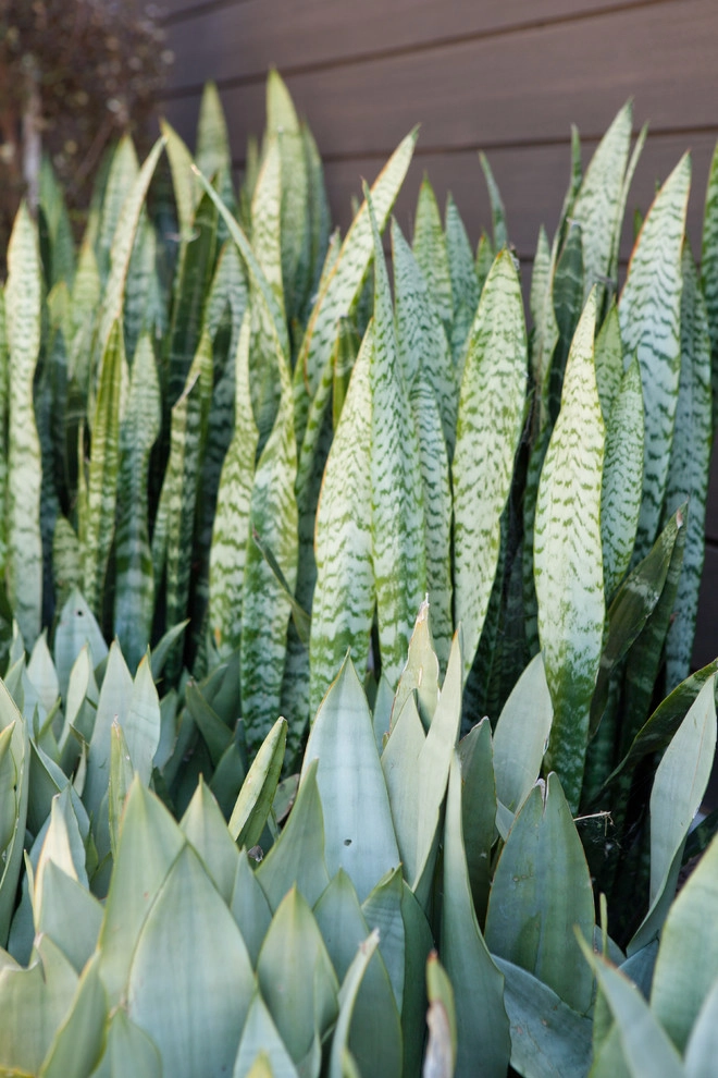 Masculine Modern by Molly Wood Garden Design - Photo 8