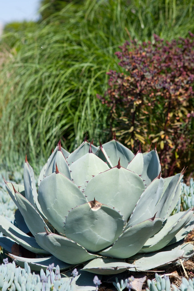 Masculine Modern by Molly Wood Garden Design - Photo 5
