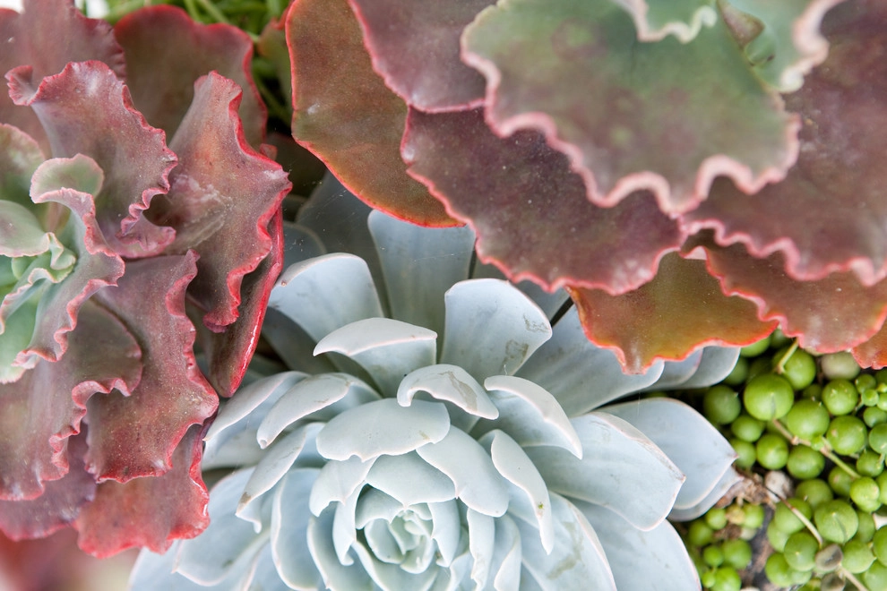 Modern Organic by Molly Wood Garden Design - Photo 3