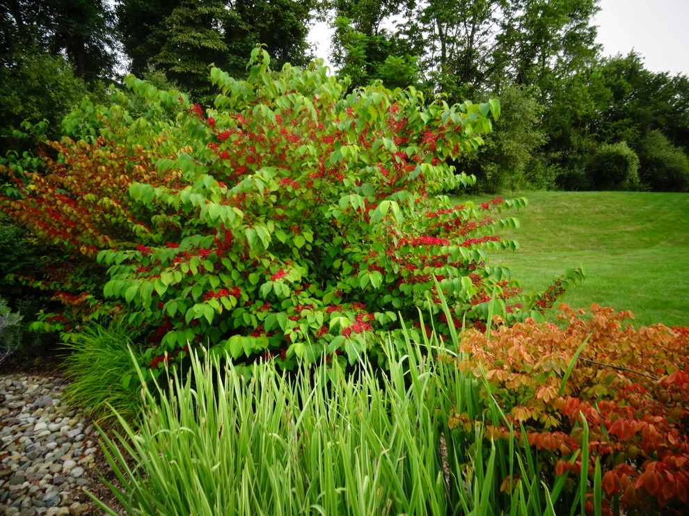 A Lush Backyard Poolscape by Apple Tree Landscapes, Inc. - Photo 11