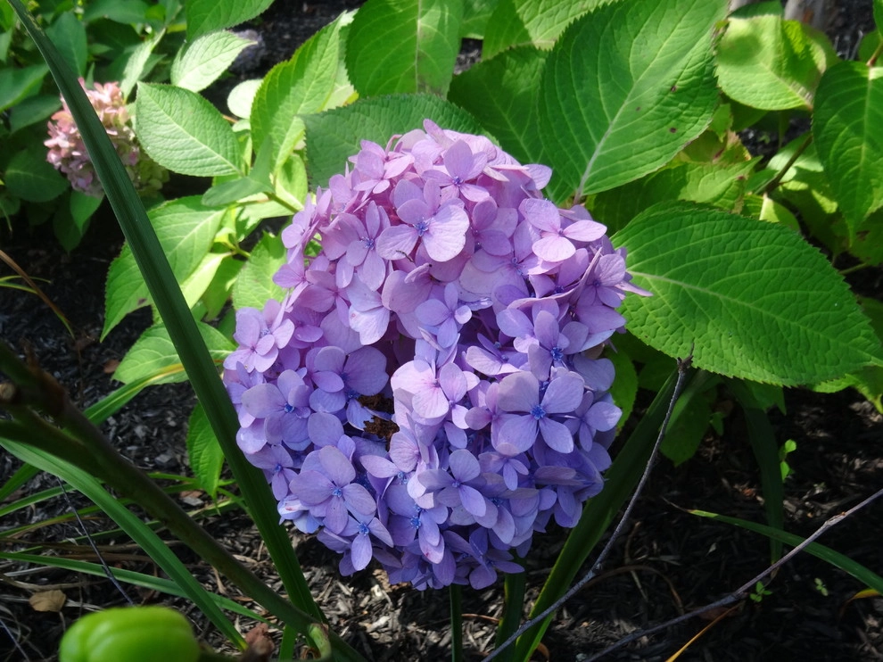Planting Schemes by Apple Tree Landscapes, Inc. - Photo 36