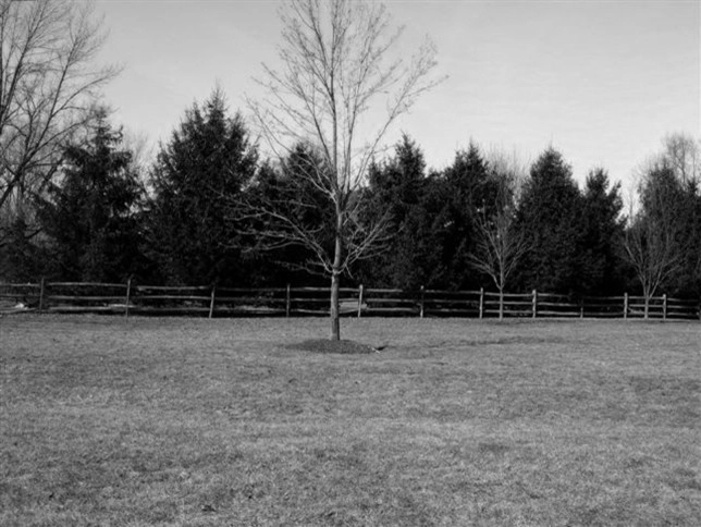 Before / Afters by Apple Tree Landscapes, Inc. - Photo 9