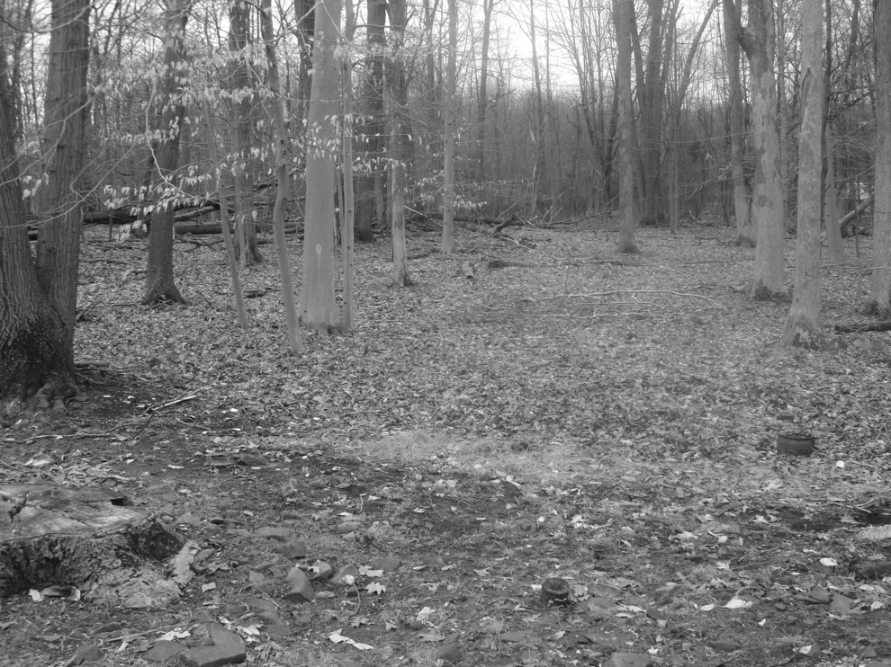 Before / Afters by Apple Tree Landscapes, Inc. - Photo 62