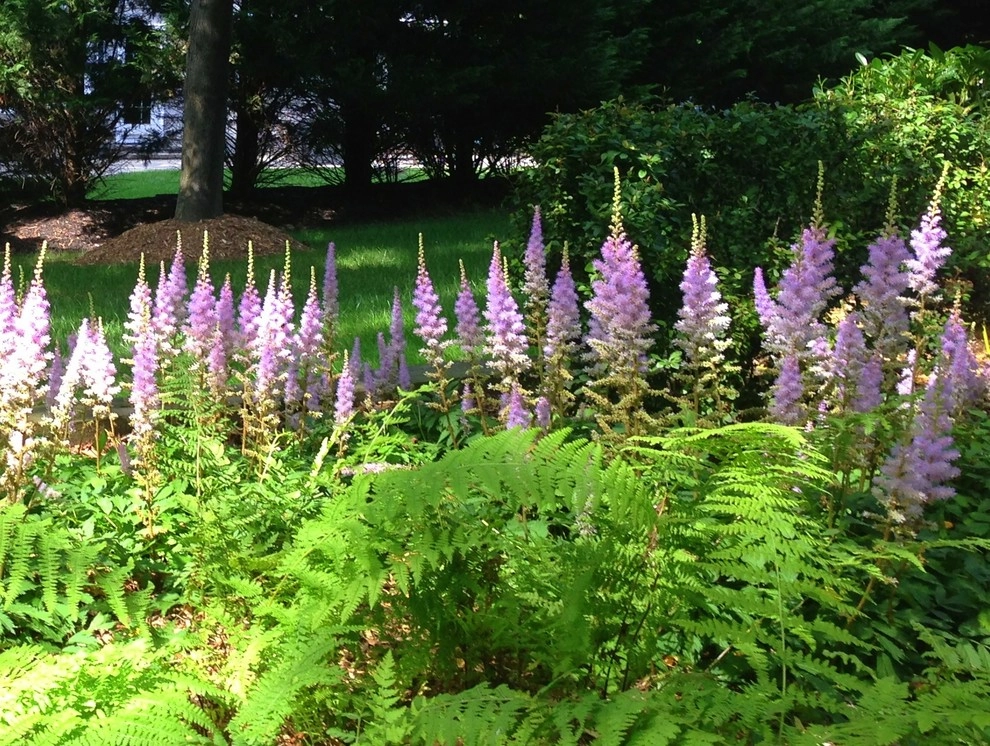 Planting Schemes by Apple Tree Landscapes, Inc. - Photo 8