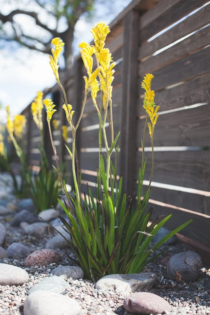 Modern Minimalist San Diego Landscape by Mooch Exterior Designs, Inc. - Photo 10