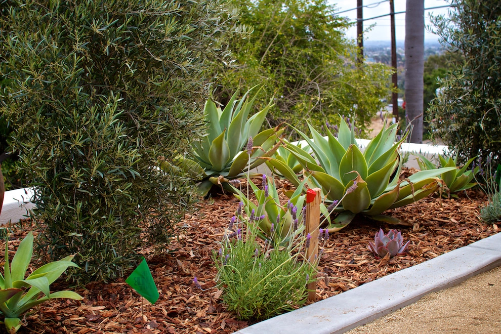 Spanish San Diego Front Yard by Mooch Exterior Designs, Inc. - Photo 4