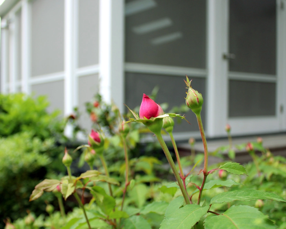 Addison Historic Gardens - Southgate, Houston by Moss Landscaping - Photo 2