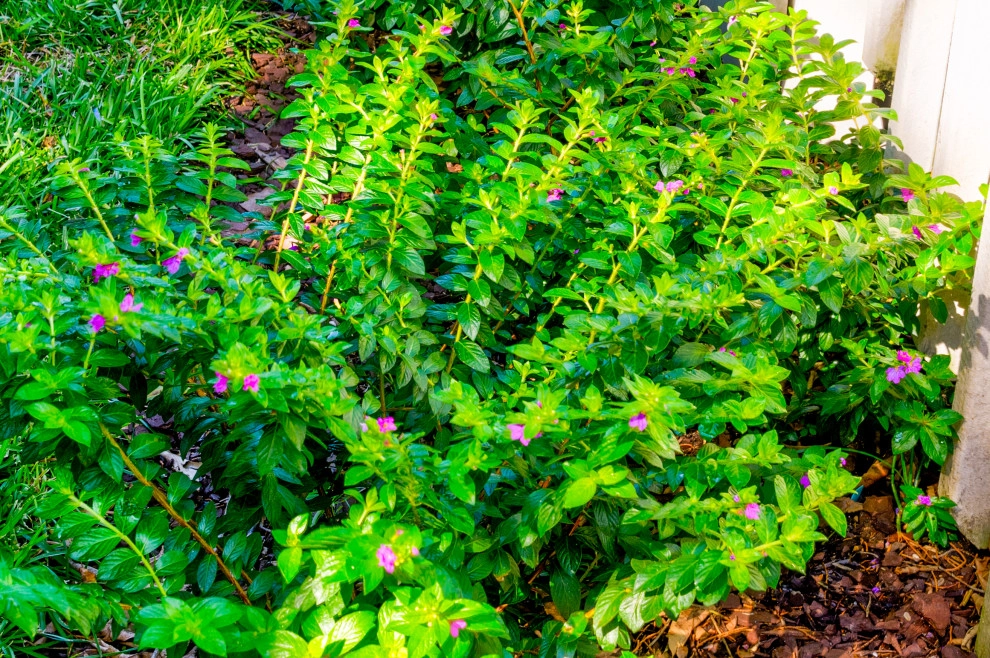 Darlington by MP Landscape Design - Photo 16