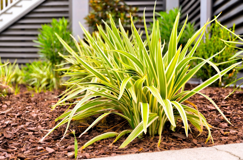 Klin Street by MP Landscape Design - Photo 9