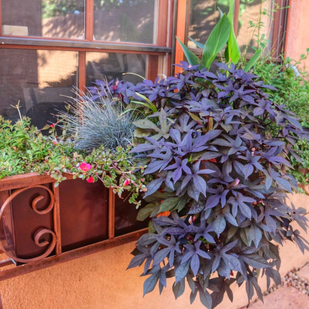 New Mexico Landscape Projects by My Landscape Coach (formerly Brown, Green & More) - Photo 4
