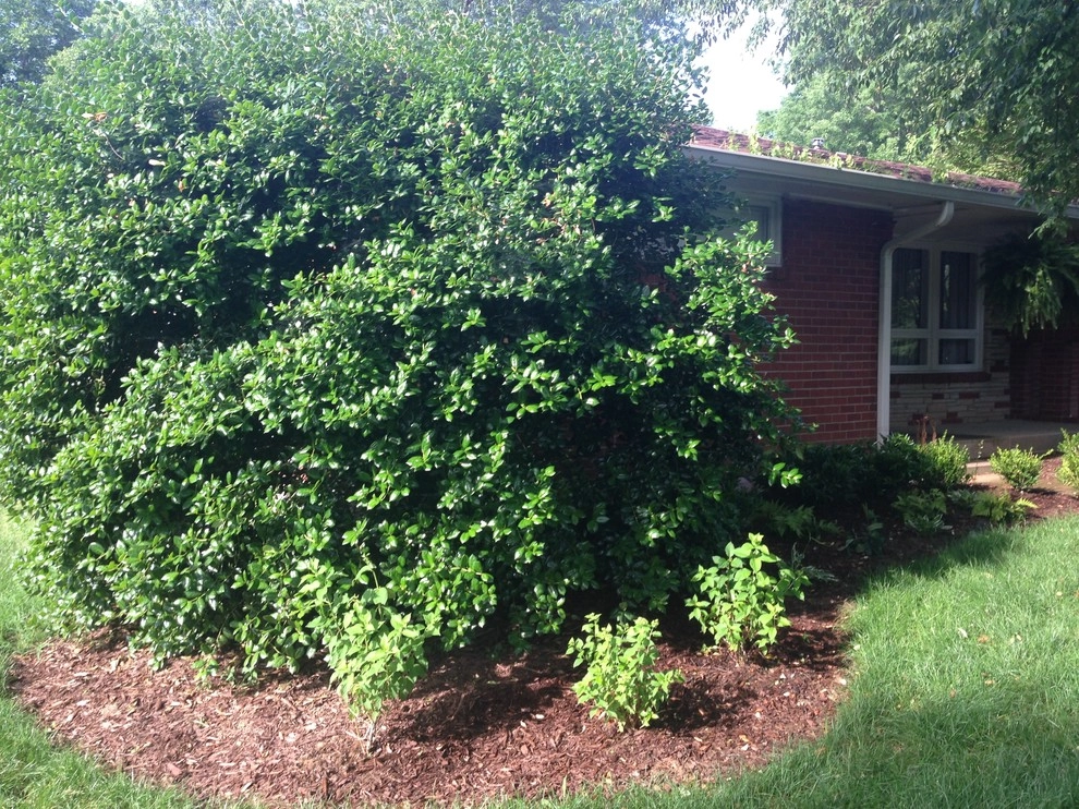 Shady Nashville Front Yard by My Landscape Guide - Photo 8