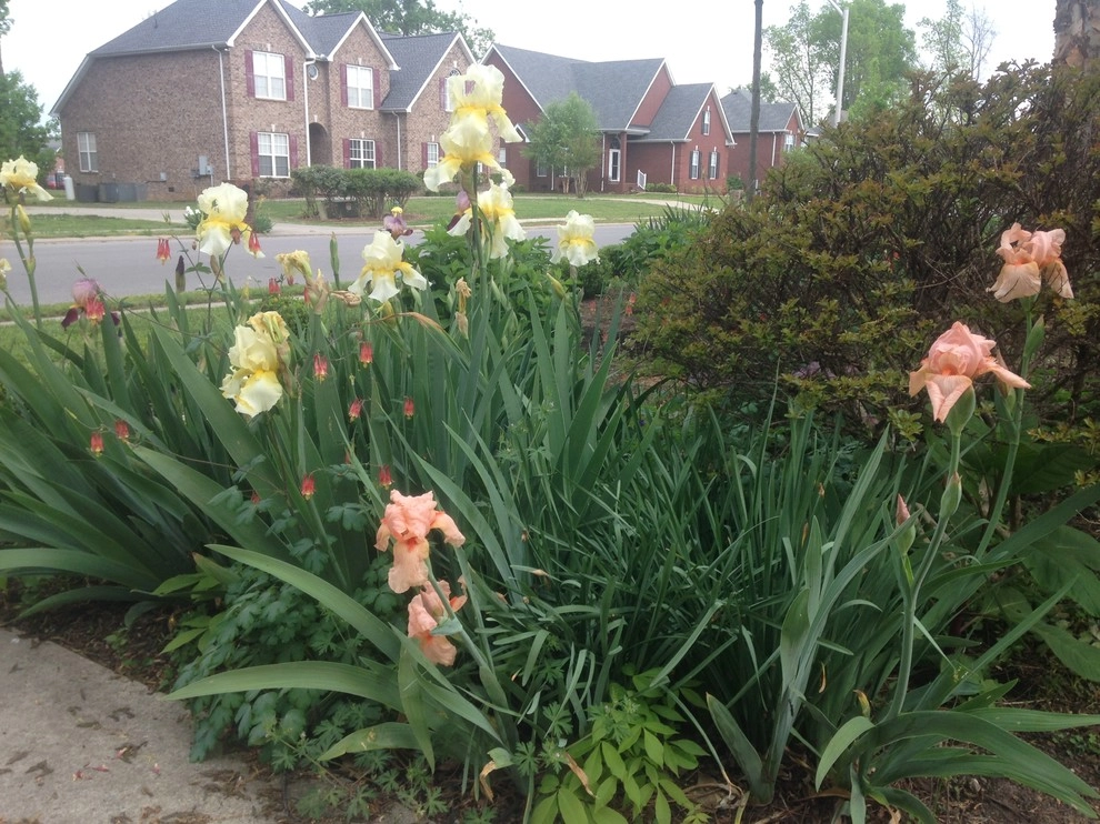Edible Landscaping by My Landscape Guide - Photo 18
