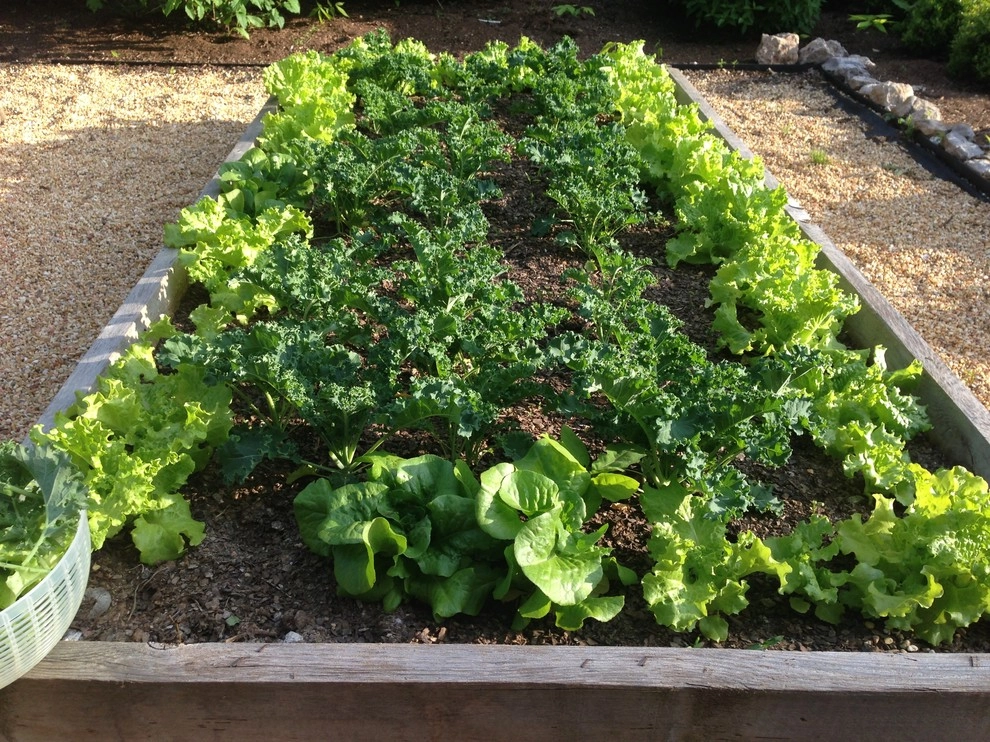 Edible Landscaping by My Landscape Guide - Photo 14