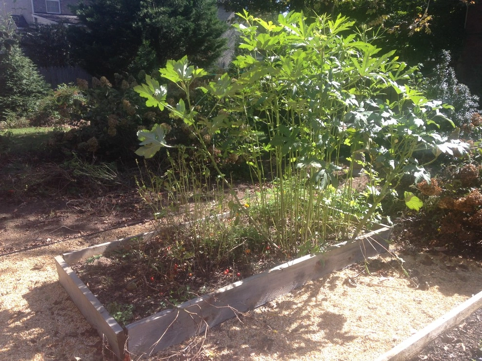 Edible Landscaping by My Landscape Guide - Photo 19