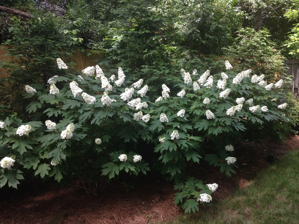 Nashville Cherokee Park / Sylvan Park by My Landscape Guide - Photo 5