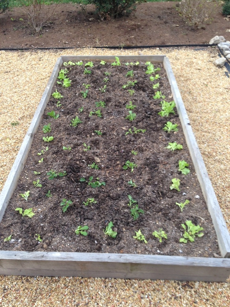 Edible Landscaping by My Landscape Guide - Photo 15