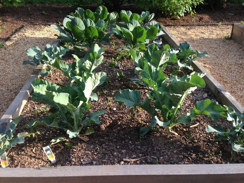Edible Landscaping by My Landscape Guide - Photo 16