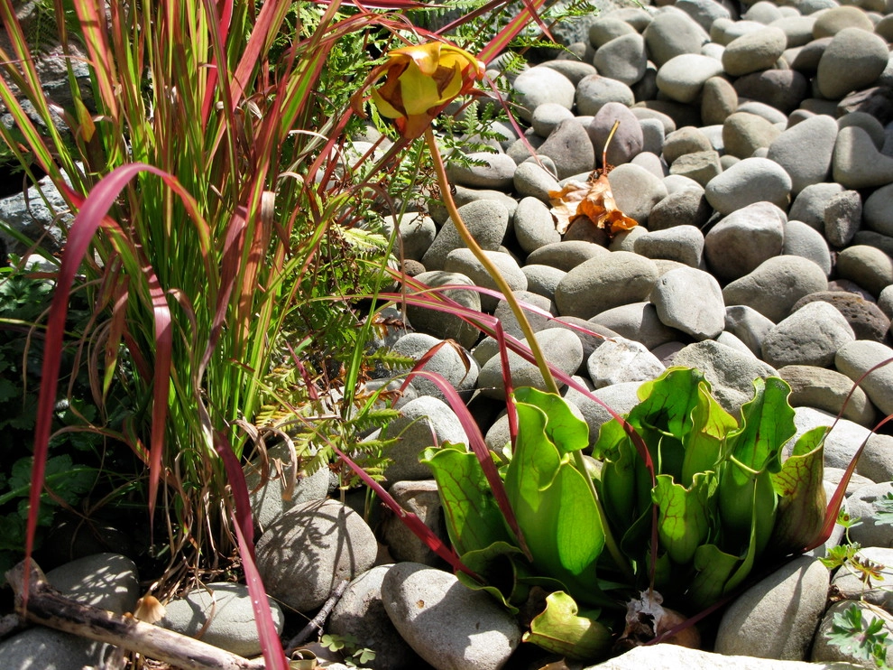 Children's Edible Garden by Natalie DeNormandie - Photo 3