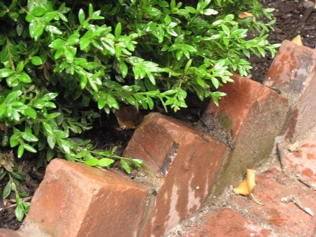 Beacon Hill Garden Level by Natalie DeNormandie - Photo 10