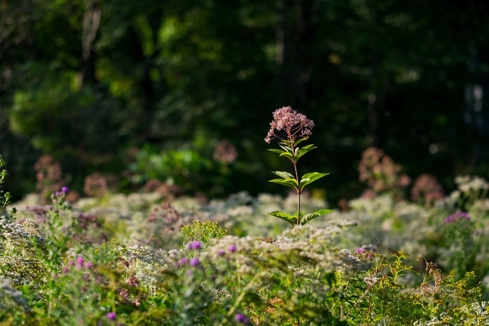 Food Foraging Meadow by Natalie DeNormandie - Photo 10