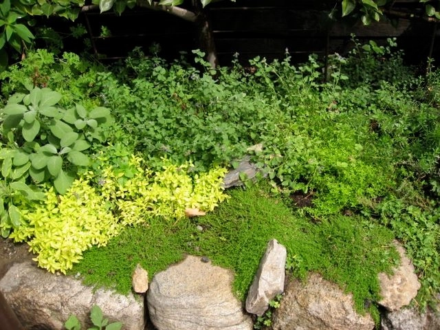 Oleana Restaurant Outdoor Patio by Natalie DeNormandie - Photo 14