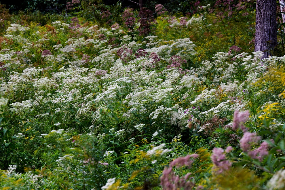 Food Foraging Meadow by Natalie DeNormandie - Photo 3