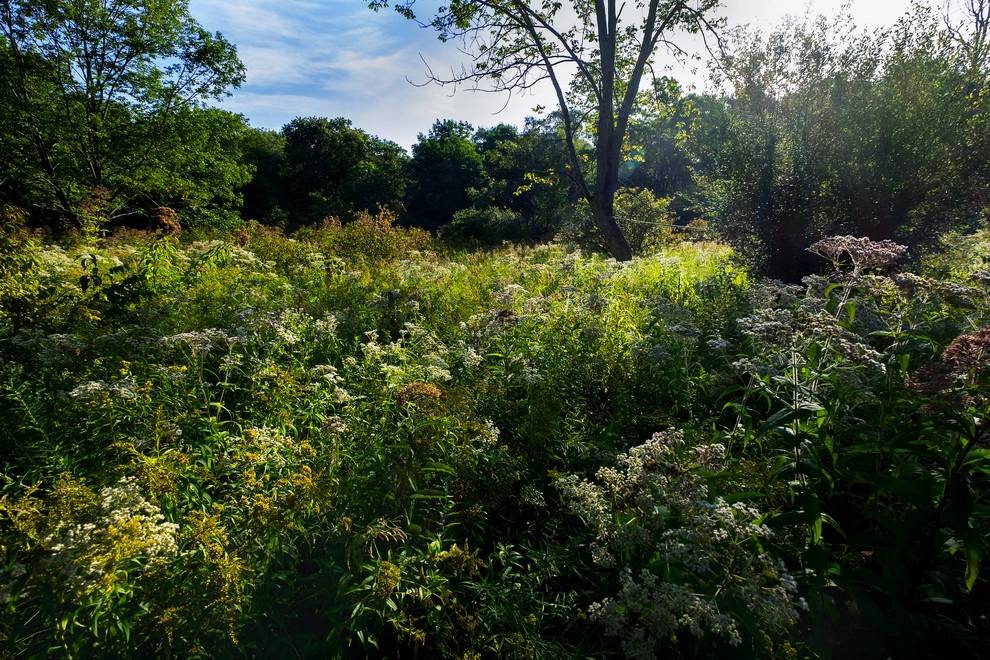 Food Foraging Meadow by Natalie DeNormandie - Photo 6
